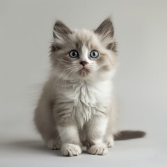 A baby cat , clean indoor background, commercial photograph 