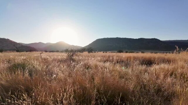 Savannah Skyline At Rustenburg North West South Africa. Wildlife Scene Of Big Five Animals In A African Safari. Rural Background Outdoor Farming Amazing. Forest Farming Nature. Rustenburg North West.