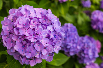 黒羽城址公園の紫陽花（栃木県大田原市）