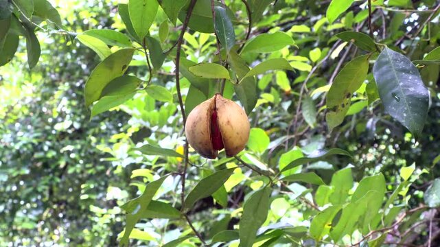 Nutmeg Fruit on Tree with Visible Aril (Mace) and Seed. nutmeg fruit hanging on a tree with its cover open, revealing the vibrant aril and seed inside.