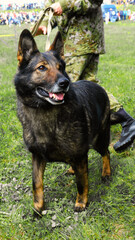 Military German Shepherd on Duty. A German Shepherd military dog stands alert on the field, ready for action while being handled by a person in camouflage uniform.