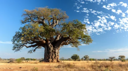 Fotobehang Stately baobab bonsai tree with thick trunk in an African savannah © Budi