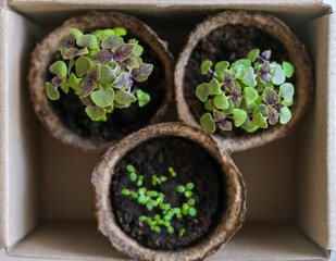 Seedlings in the paper box with little shovel. The development of seedlings in the soil. Agriculture and gardening. top view. Ecology, esg concept.