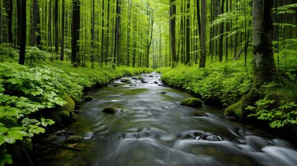 Obraz premium A serene forest scene with lush, green trees and a clear, flowing stream, showcasing the beauty of untouched nature
