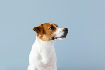 Portrait of cute Jack Russell Terrier dog isolated on blue pastel background. Hot weather and water...