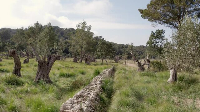 Aerial view of olive trees and grass along a dirt road, Mallorca, Spain.