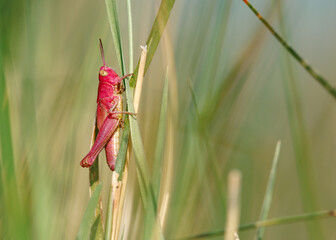 Pinkfarbener Grashüpfer