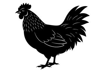 
chicken silhouette, chicken line drawing, Black silhouette of a rooster standing. Vector illustration
