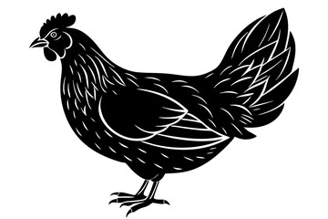 
chicken silhouette, chicken line drawing, Black silhouette of a rooster standing. Vector illustration

