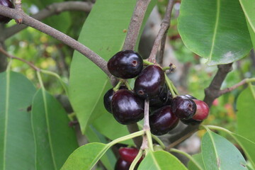 Java plum on tree in farm