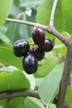 Java plum on tree in farm
