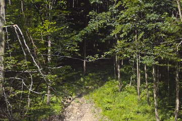 Green temperate forest, trees in sunligh