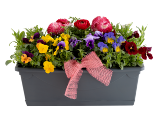 flowers in pots cut out isolated transparent background