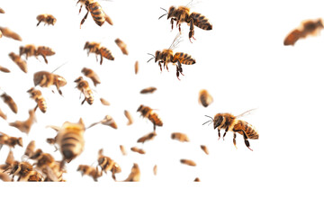 Swarm of honey bees flying in the air, separated on a white background, highlighting their wings and intricate patterns
