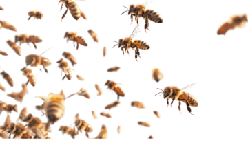 Swarm of honey bees flying in the air, separated on a white background, highlighting their wings and intricate patterns