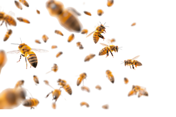Swarm of honey bees flying in the air, separated on a white background, highlighting their wings and intricate patterns