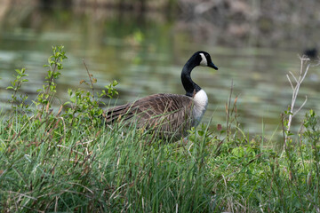 Bernache du Canada,.Branta canadensis, Canada Goose
