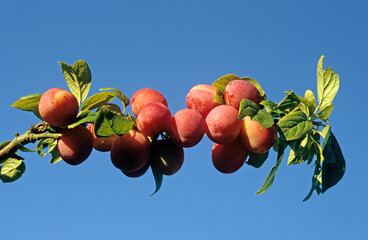 Prunus domestica 'Reine Claude violette', Prunier