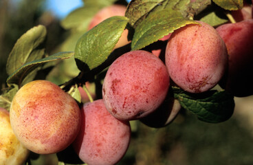 Prunus domestica 'Reine Claude violette', Prunier