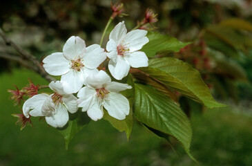 Prunus domestica 'Spontanea Wils' , Prunier