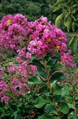 Obraz premium Lagerstroemia indica, Lilas des Andes