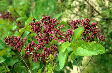 Obraz premium Syringa microphylla 'Sir Louis Spath' , Lilas