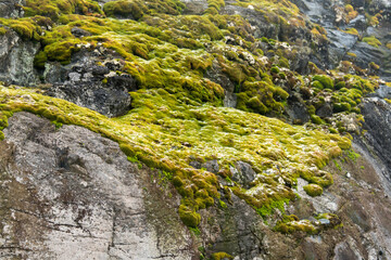 mousse, lichen, base antarctique Primavera, Argentine, côte Danco, Terre de Graham, Antarctique