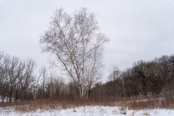 A frozen view of snow and trees at a local Minnesota park in winter.