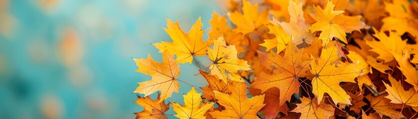 vibrant autumn leaves with blurry background - nature photography for fall designs