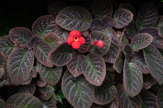 Carpet Plant and red flower for nature background.