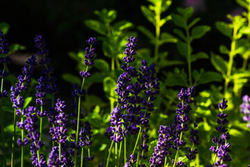 Two-dimensional garden…