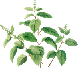 Watercolor illustration of holy basil plant isolated on transparent background.