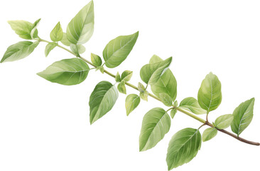 Watercolor illustration of fresh green basil sprig with multiple leaves isolated on transparent background.