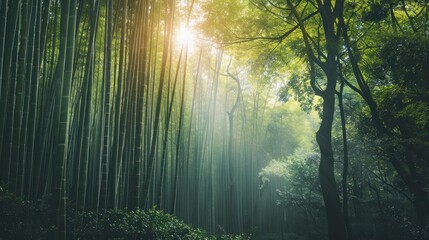 aesthetic bamboo forest with sunlight serene