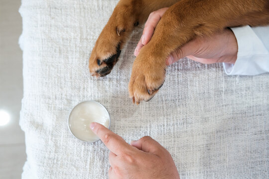 Top close-up banner of a man hands applying cream to the paw of his Golden Retriever. Protecting paws in hot weather keeping them healthy and clean. Caring for dog paw pads. Soft Paws. 