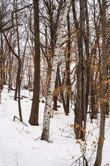 A frozen view of snow and trees at a local Minnesota park in winter.