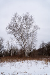 A frozen view of snow and trees at a local Minnesota park in winter.