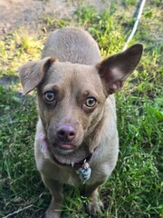 portrait of a dog