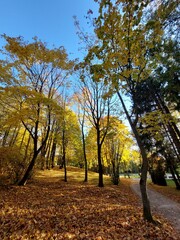 Fototapeta premium autumn in the park