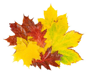 Heap of colorful autumn leaves isolated on white background. Top view