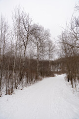 A frozen view of snow and trees at a local Minnesota park in winter.