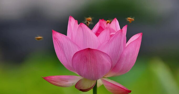 pink lotus flower and bees in a field ,closeup shot.