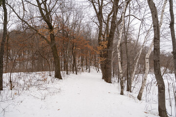 A frozen view of snow and trees at a local Minnesota park in winter.