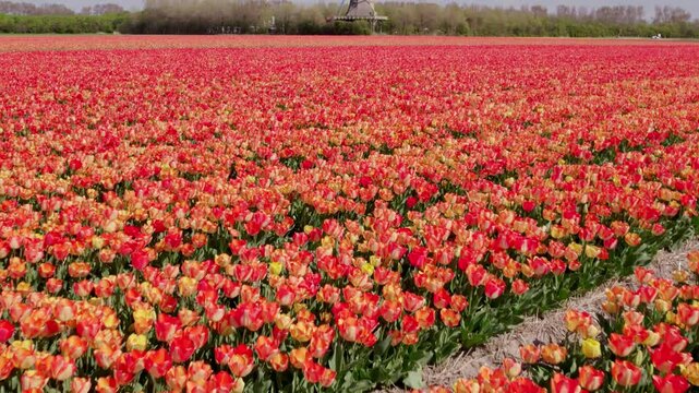 Aerial view of vibrant tulip fields with windmill in t Zand, Netherlands.