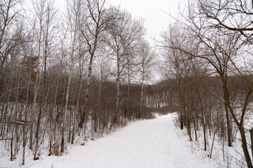 A frozen view of snow and trees at a local Minnesota park in winter.
