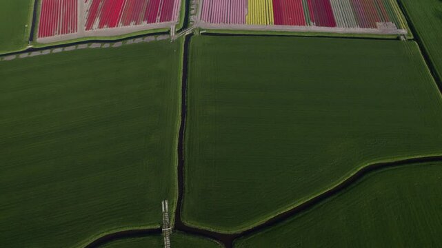 Aerial view of colorful tulips and flowers in meadow, Friesland, Netherlands.