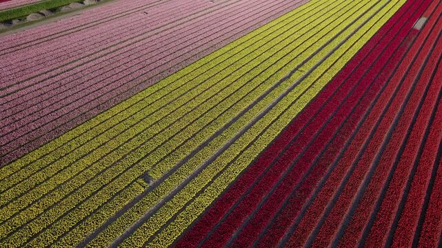 Aerial view of colorful tulip fields in bloom, Workum, Friesland, Netherlands.