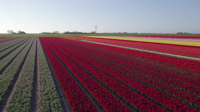 Aerial view of vibrant tulip fields with wind turbine, Workum, Friesland, Netherlands.