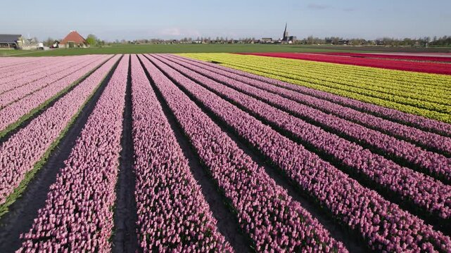 Aerial view of colorful tulip fields and church in bloom, Workum, Friesland, Netherlands.