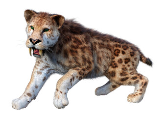 Fototapeta premium 3D Rendering Saber Toothed Tiger on White